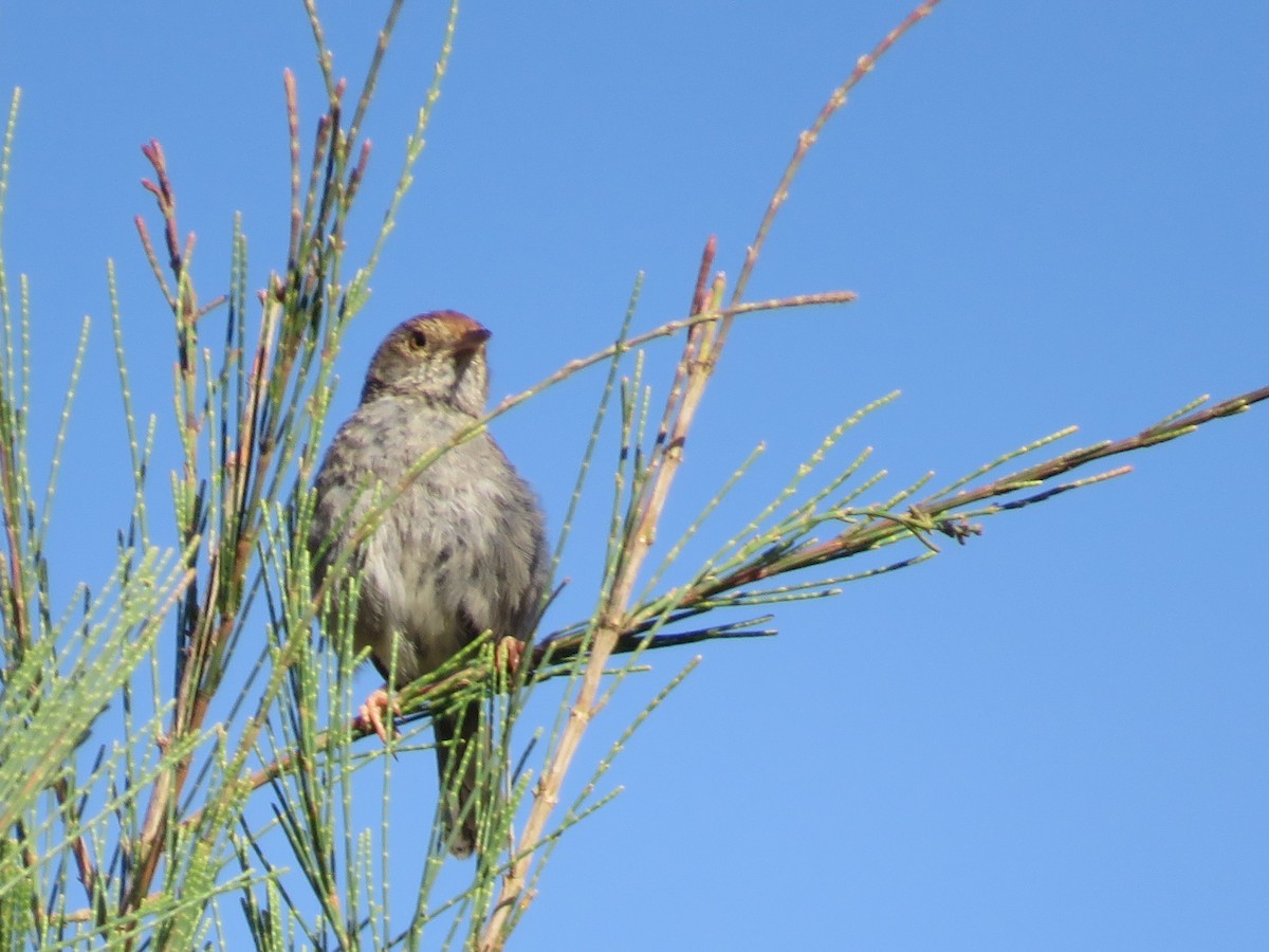 Piping Cisticola - ML645993489
