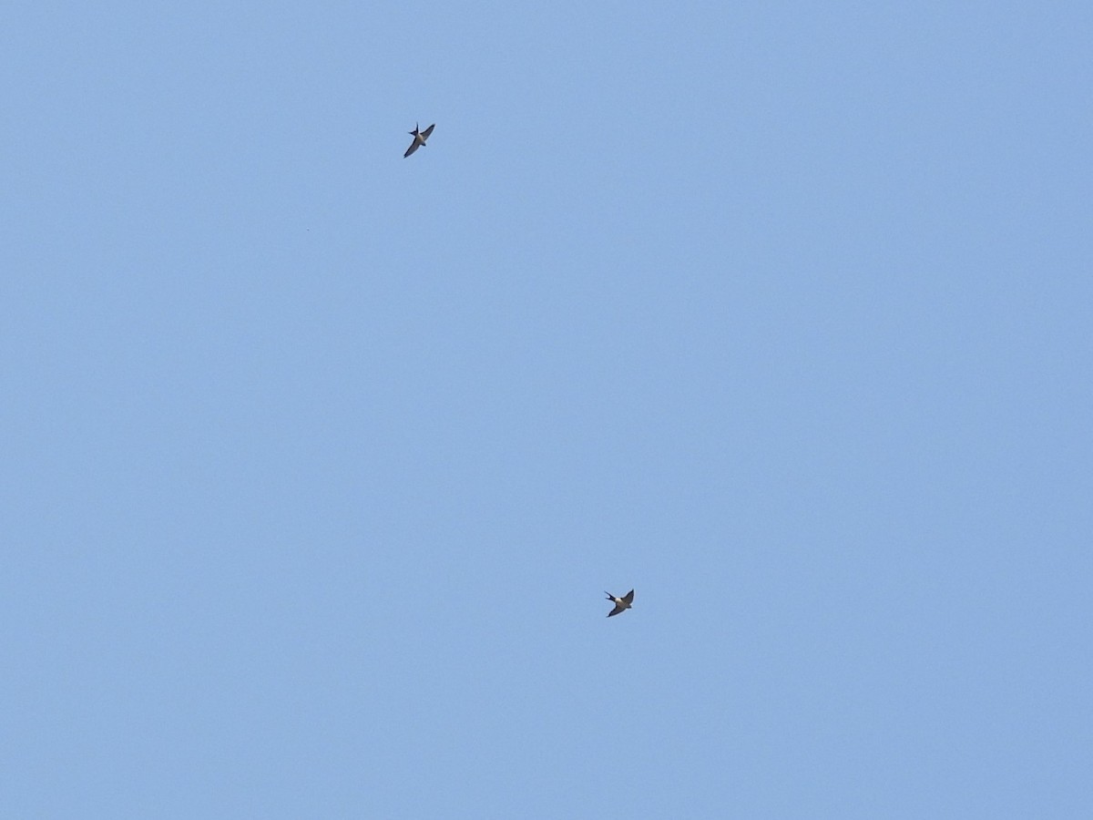 Eastern Red-rumped Swallow - ML645993522