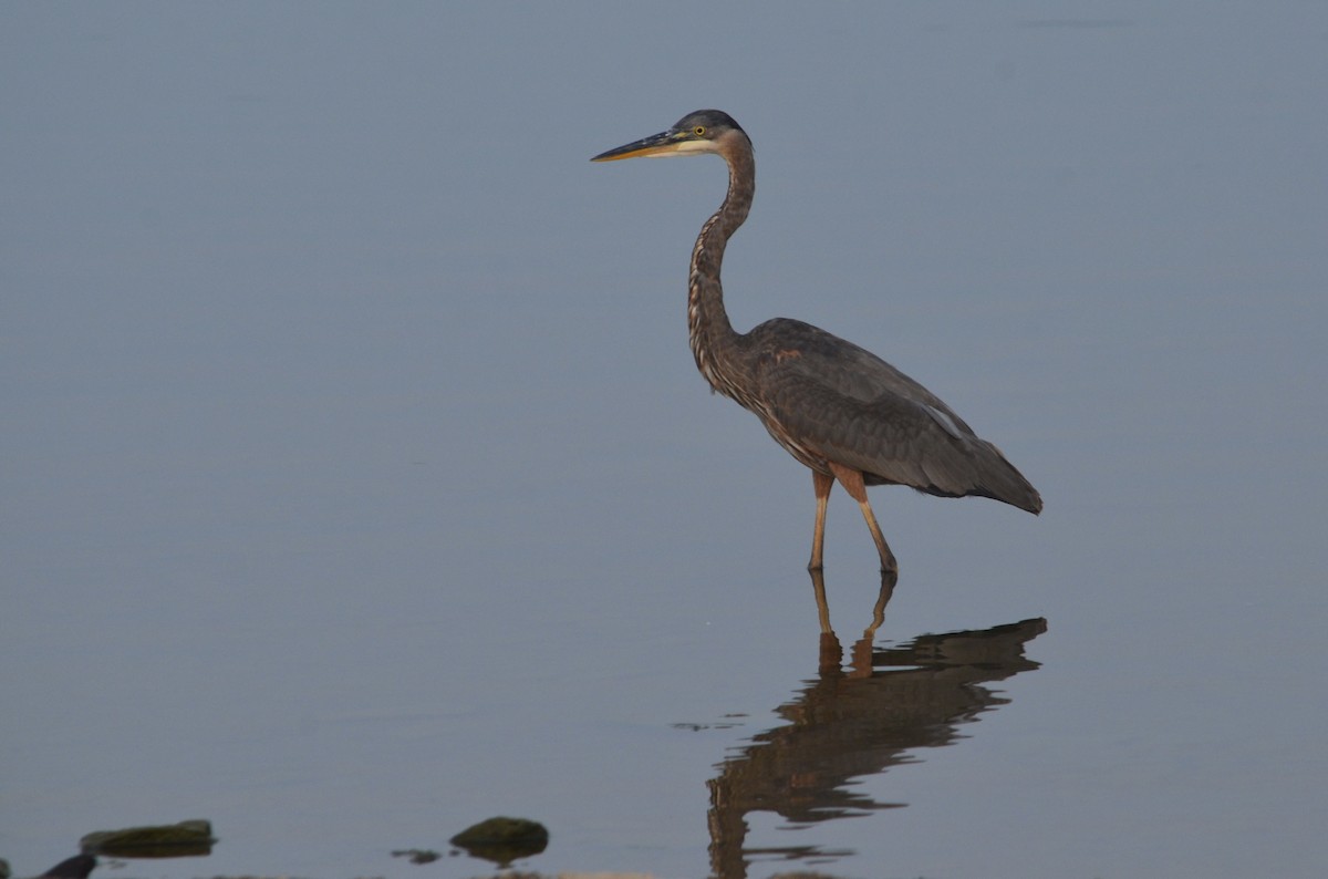 Great Blue Heron - ML645993529