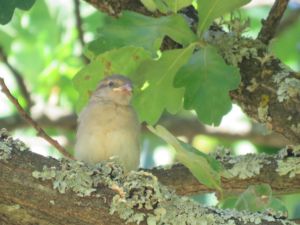 House Sparrow - ML645993530