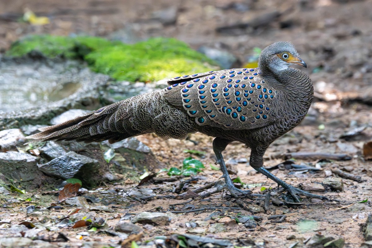 Gray Peacock-Pheasant - ML645993534