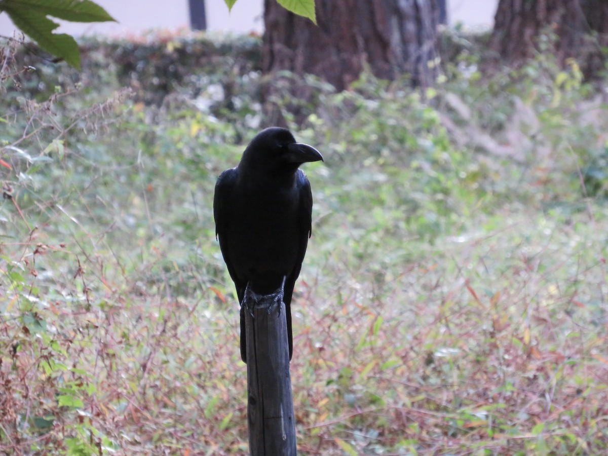 tykknebbkråke - ML645993538