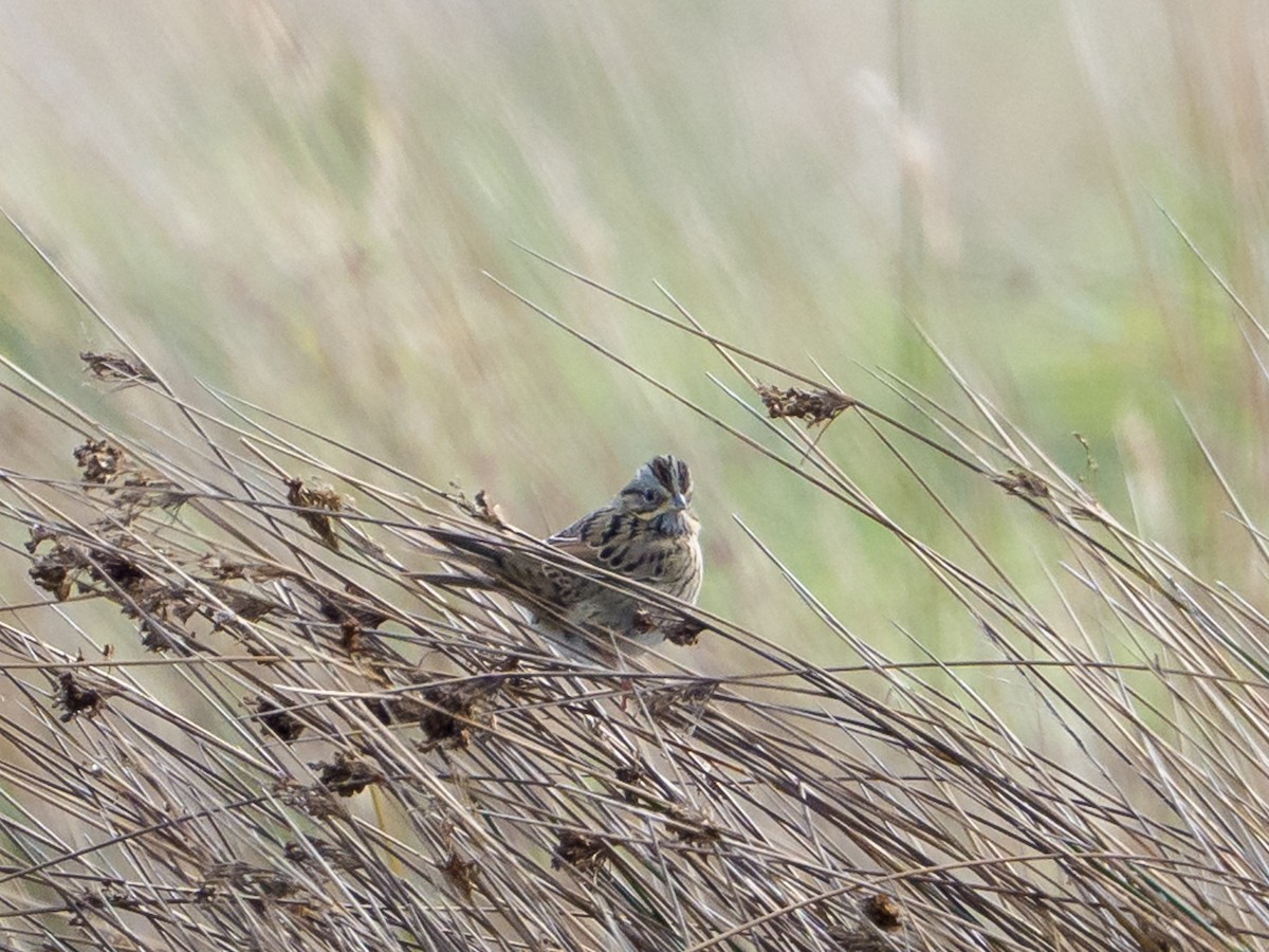 Lincoln's Sparrow - ML645993542