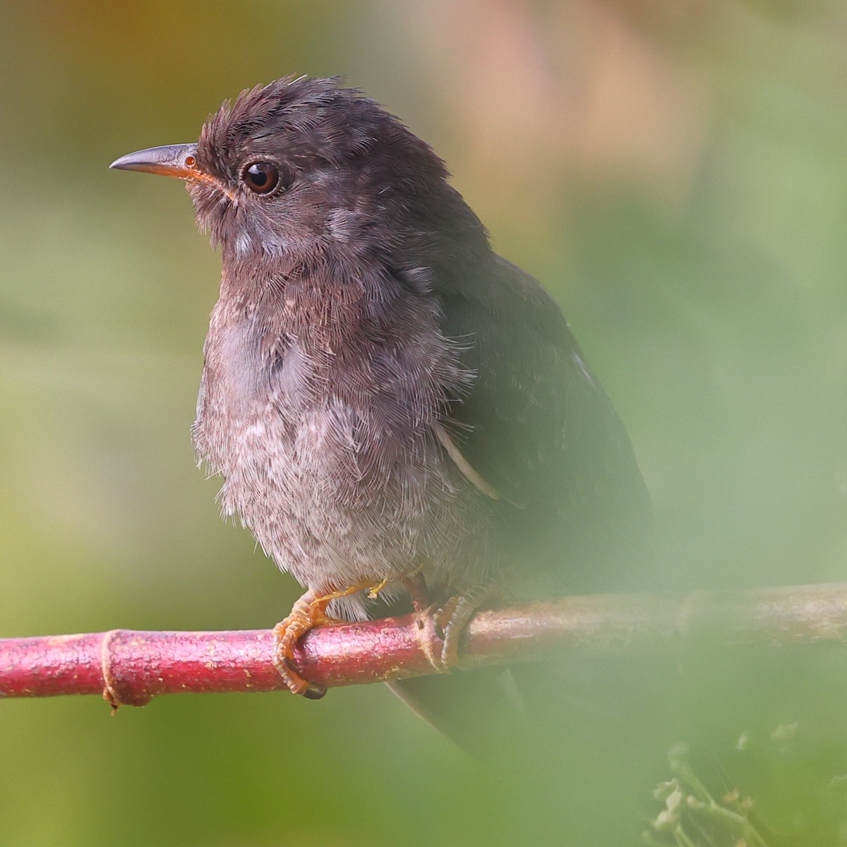 Gray-bellied Cuckoo - ML645993547