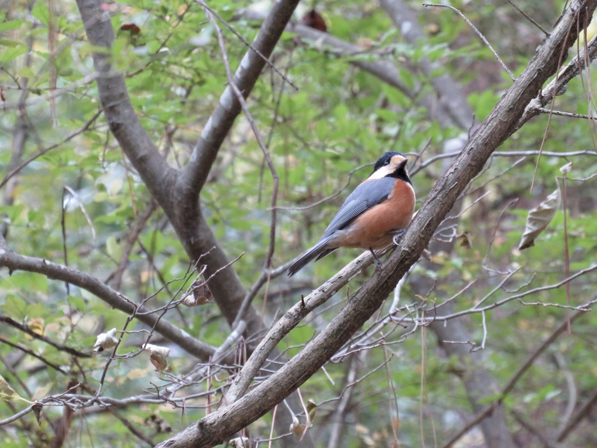 rødmeis - ML645993548