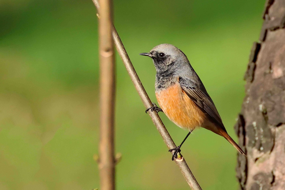 Black Redstart - ML645993554