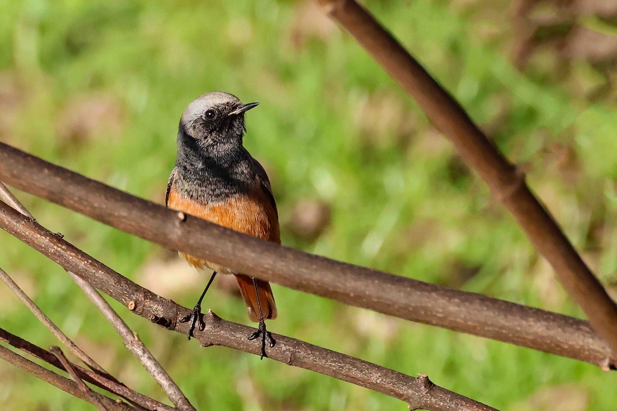 Black Redstart - ML645993555