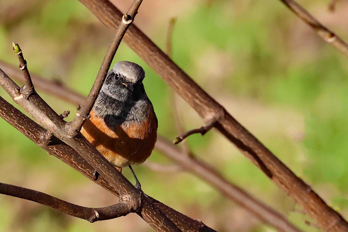 Black Redstart - ML645993556