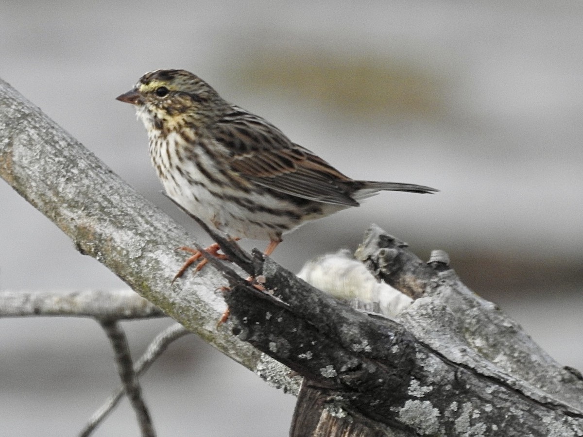 Savannah Sparrow - ML645993576