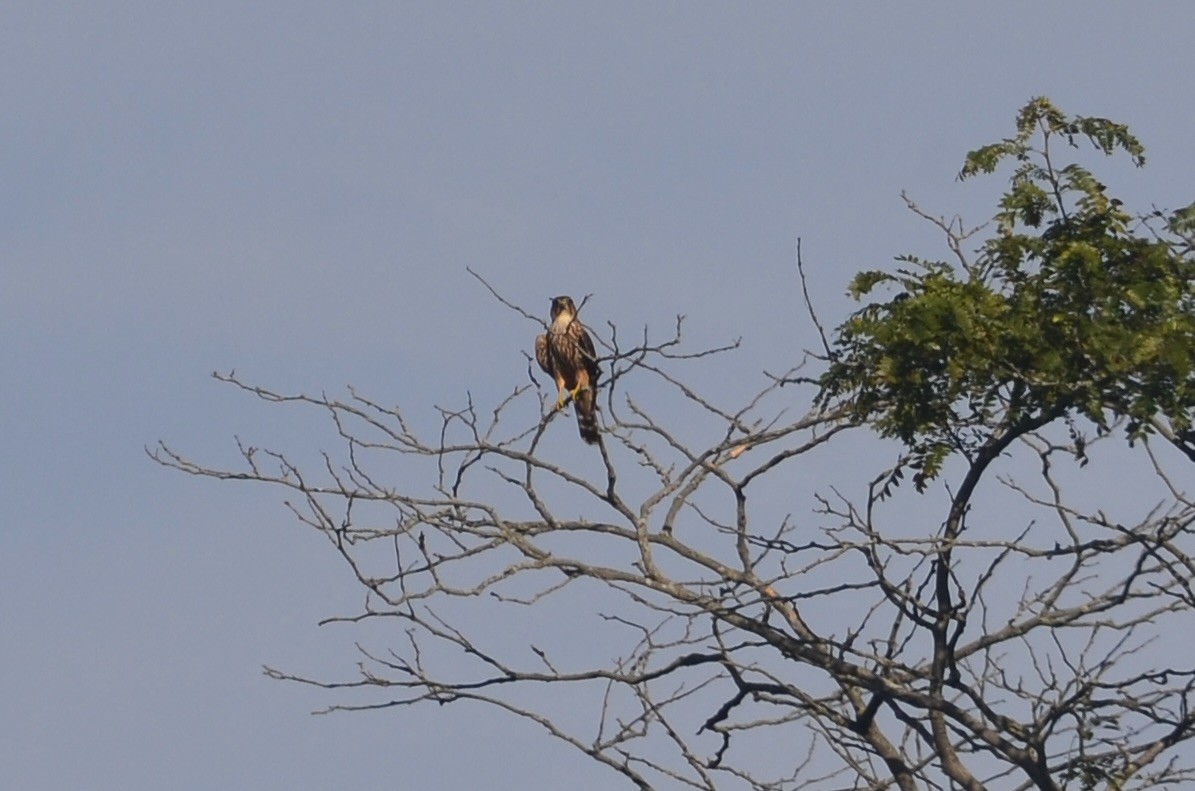 Merlin - ML645993580