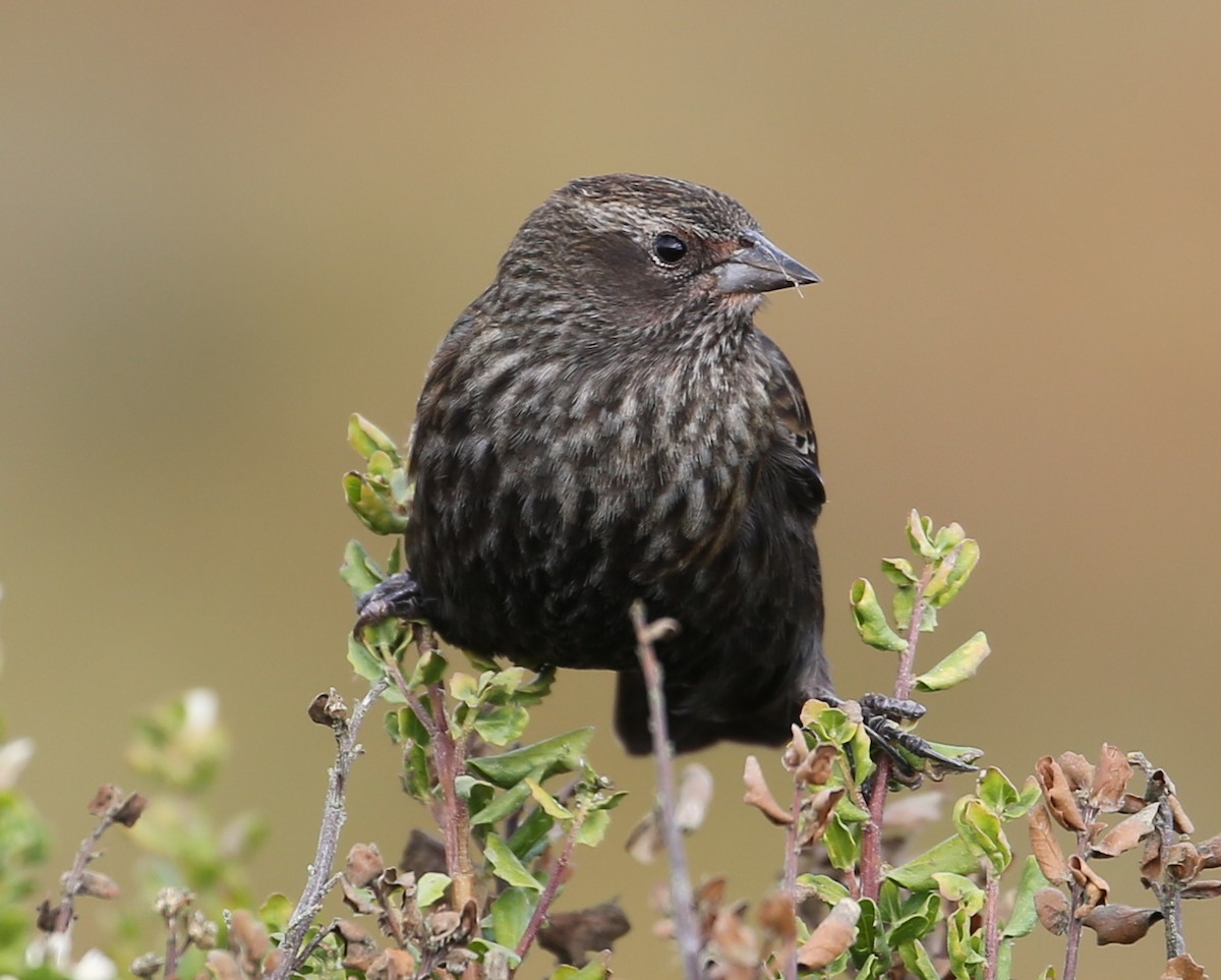 Red-winged Blackbird - ML645993583