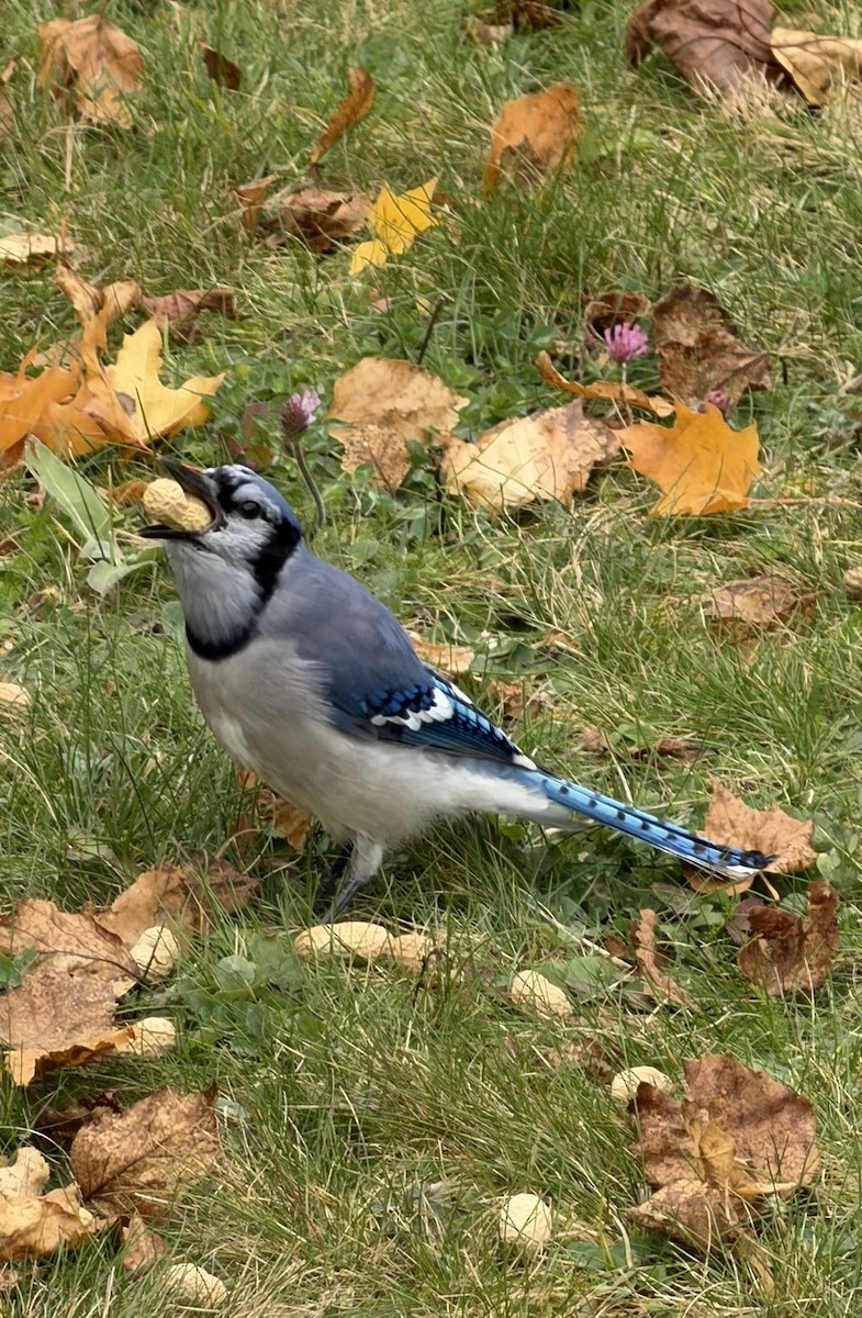 sojka chocholatá - ML645993591
