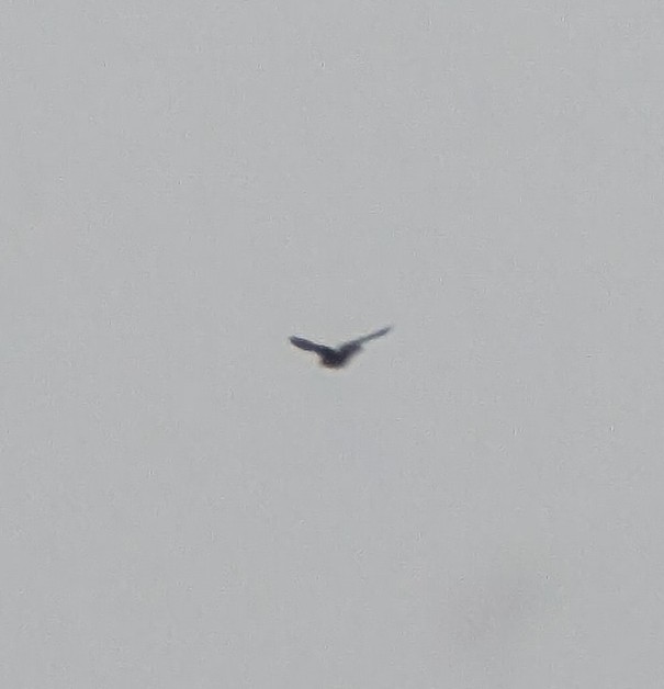 דורס יום בלתי-מזוהה (עקב) - ML645993608