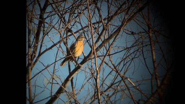 Дрізд мандрівний (підвид confinis) - ML645993610