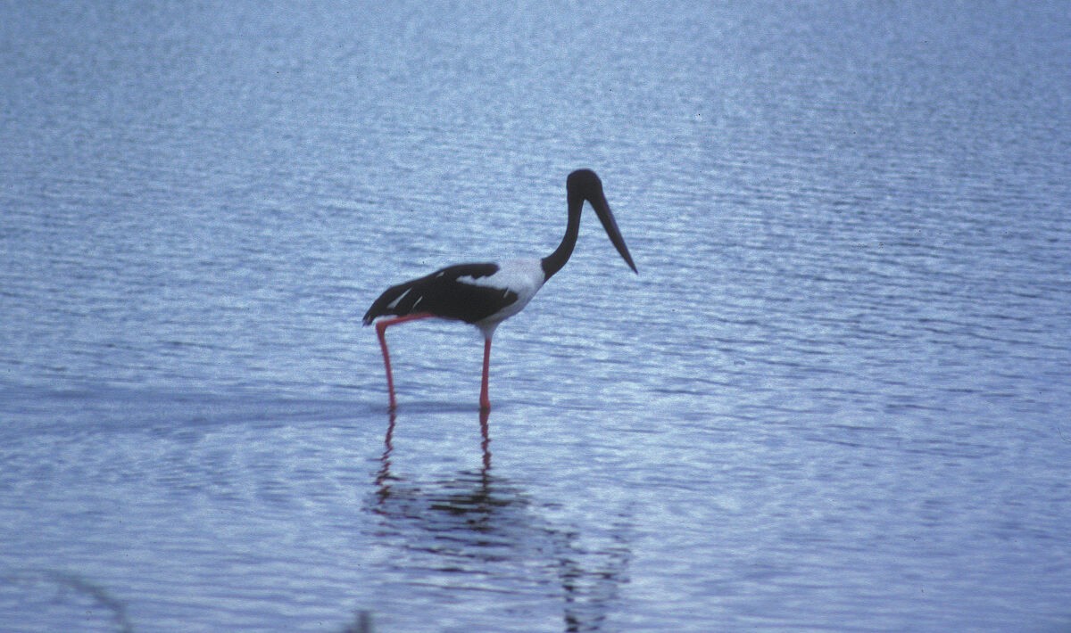 čáp černokrký - ML645993612