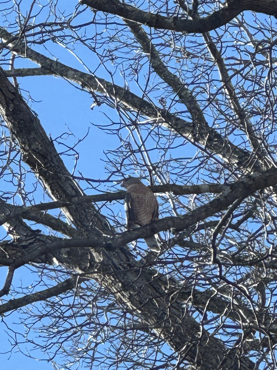 Cooper's Hawk - ML645993615