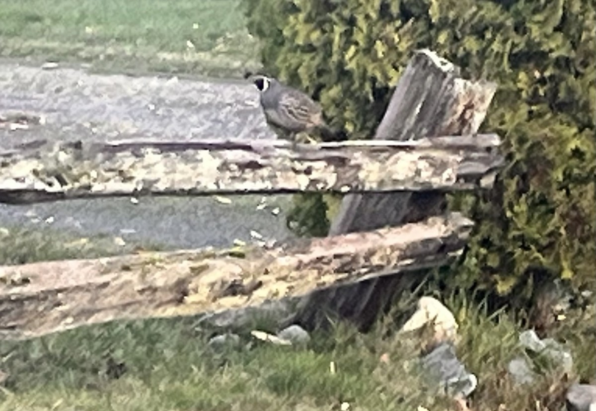 Colín de California - ML645993623