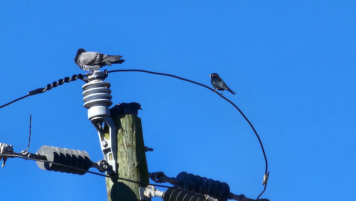 Brewer's Blackbird - ML645993628