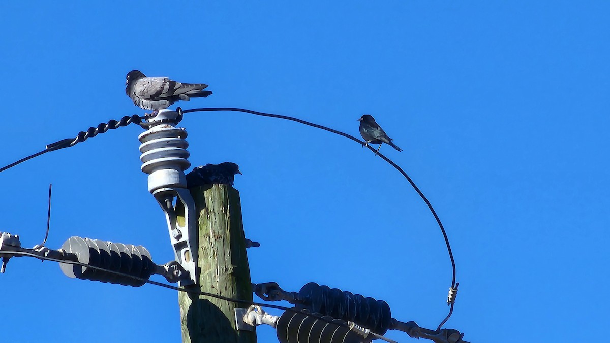 Brewer's Blackbird - ML645993629