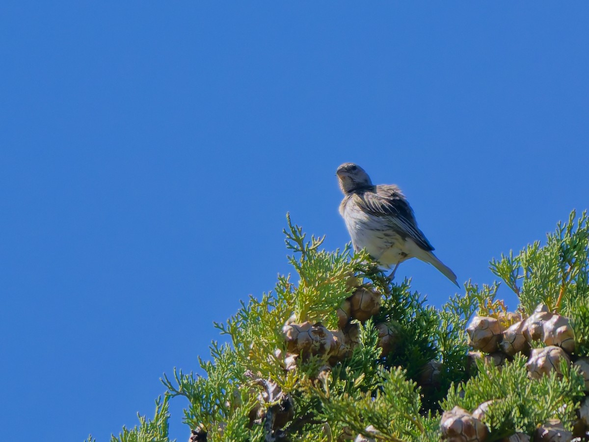 Firewood-gatherer - ML645993634