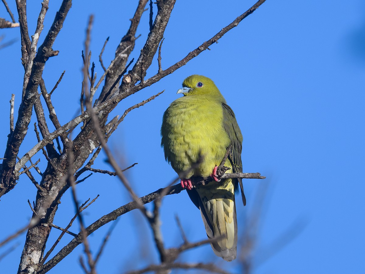 Wedge-tailed Green-Pigeon - ML645993641