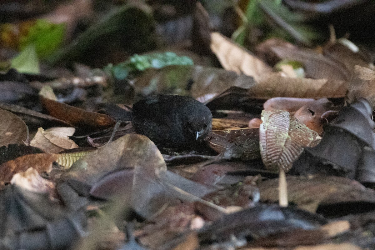 Nariño Tapaculo - ML645993645