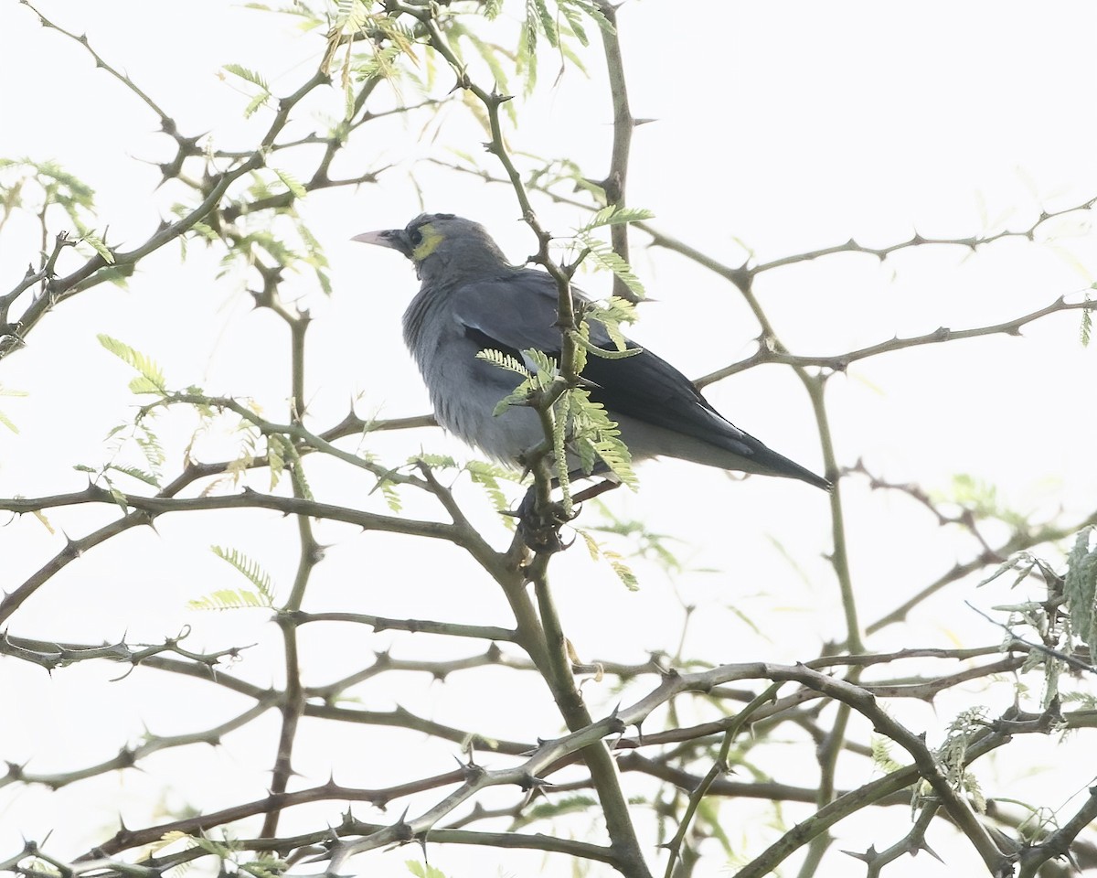 Wattled Starling - ML645993664