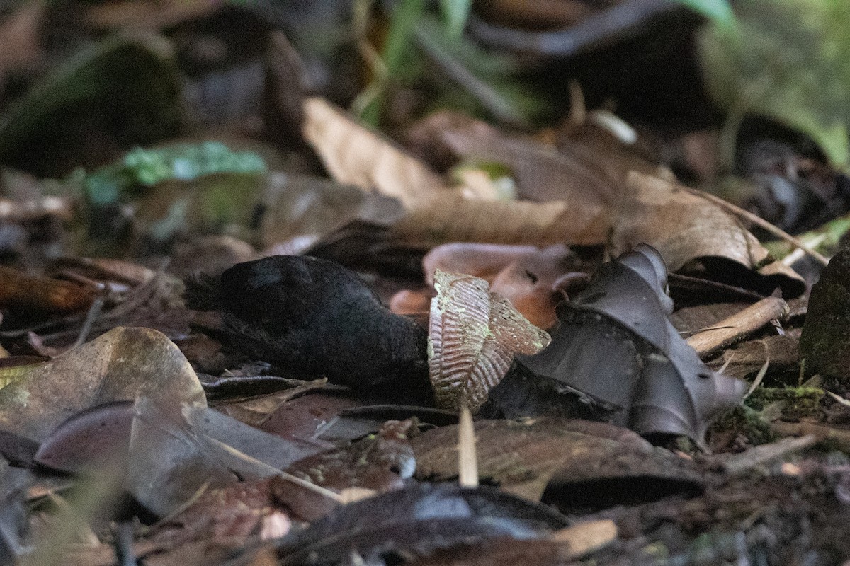 Nariño Tapaculo - ML645993667