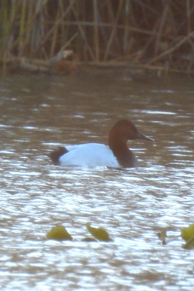 Murgilari bizkarzuria - ML645993682