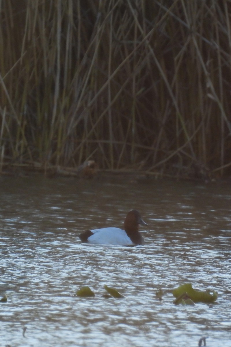 Murgilari bizkarzuria - ML645993683