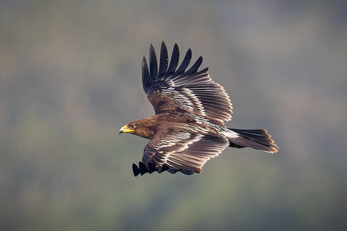 Greater Spotted Eagle - ML645993688