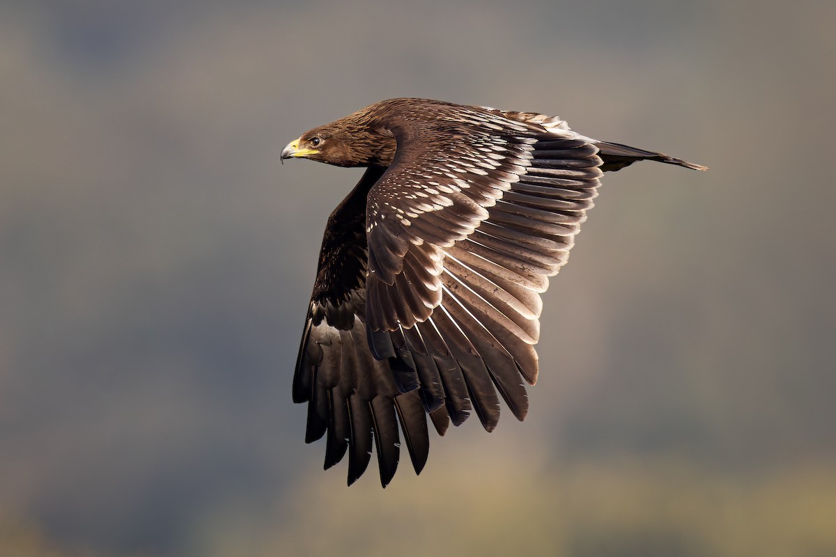 Greater Spotted Eagle - ML645993693