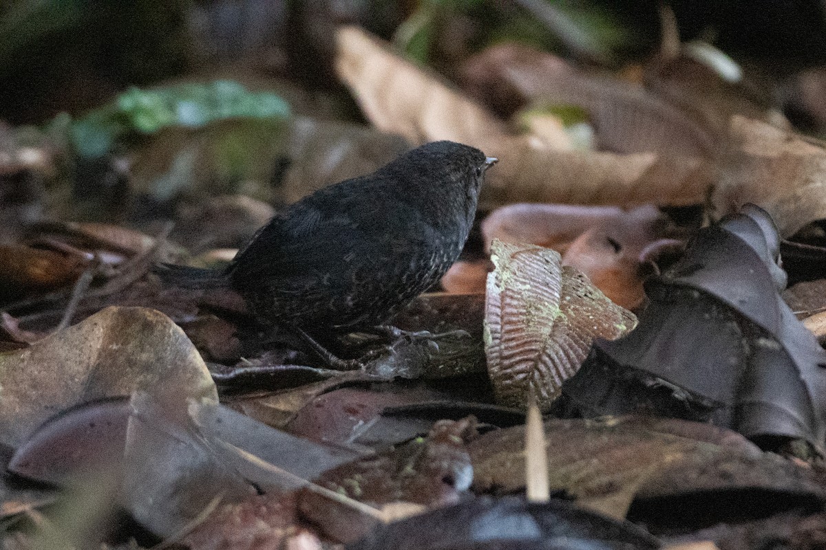 Nariño Tapaculo - ML645993704