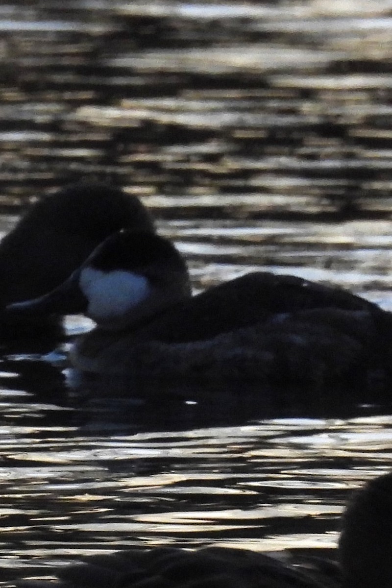 Ahate herdoiltsua - ML645993712