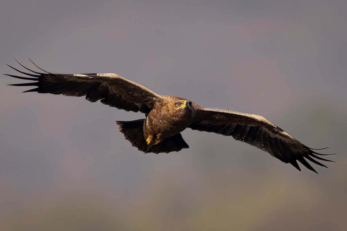Tawny Eagle - ML645993713