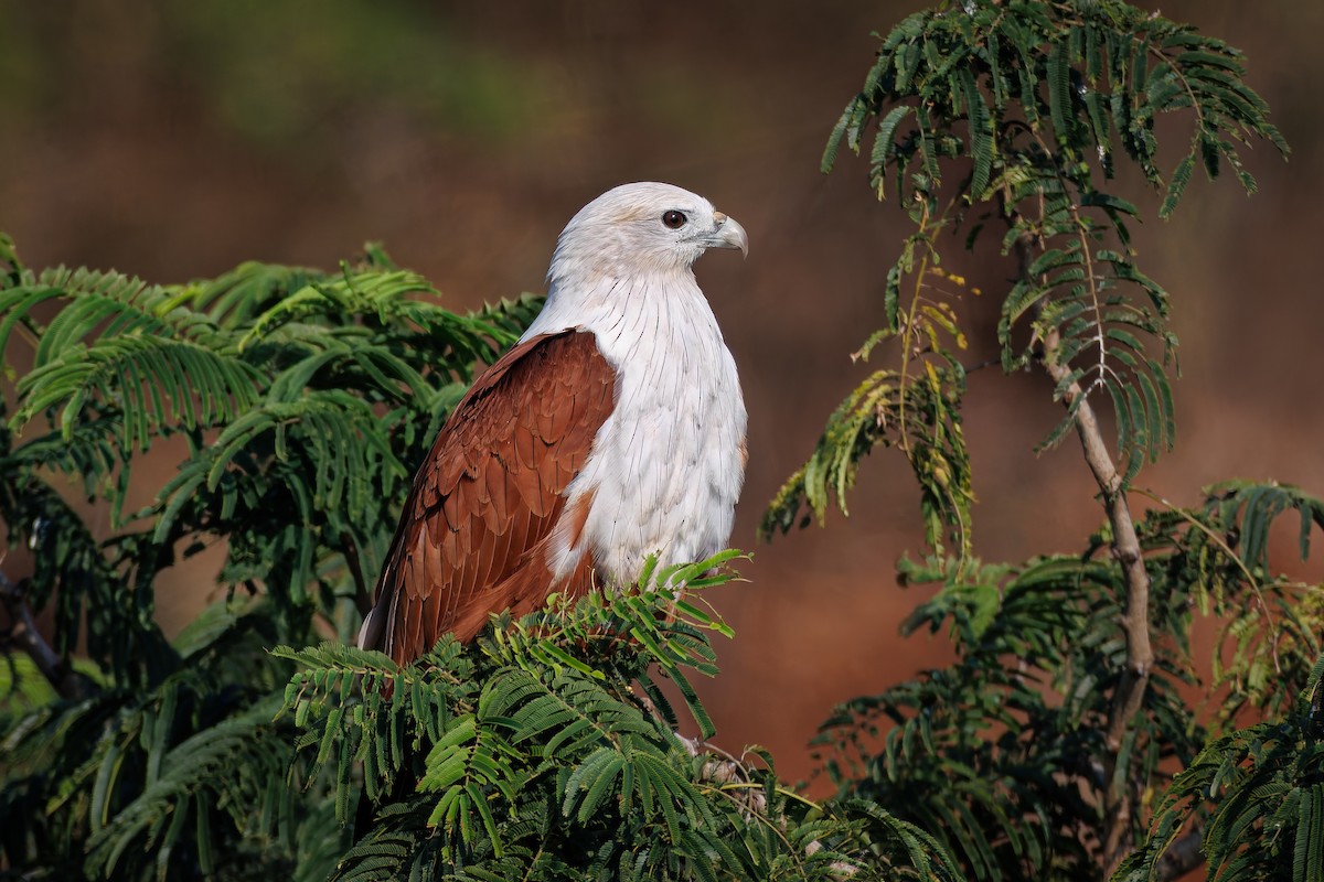 Brahminy Kite - ML645993716