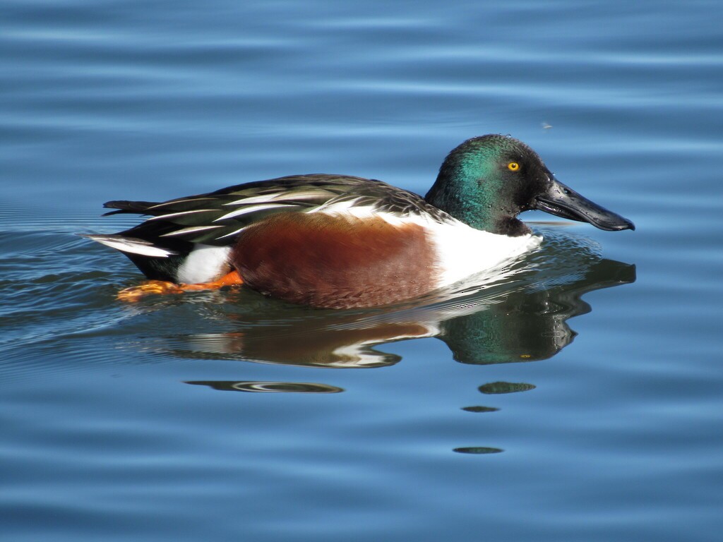 Northern Shoveler - ML645993721