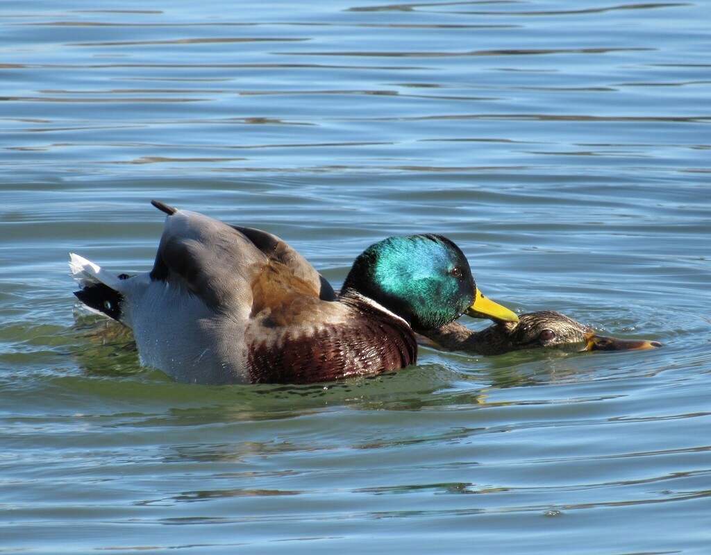 Mallard - ML645993724