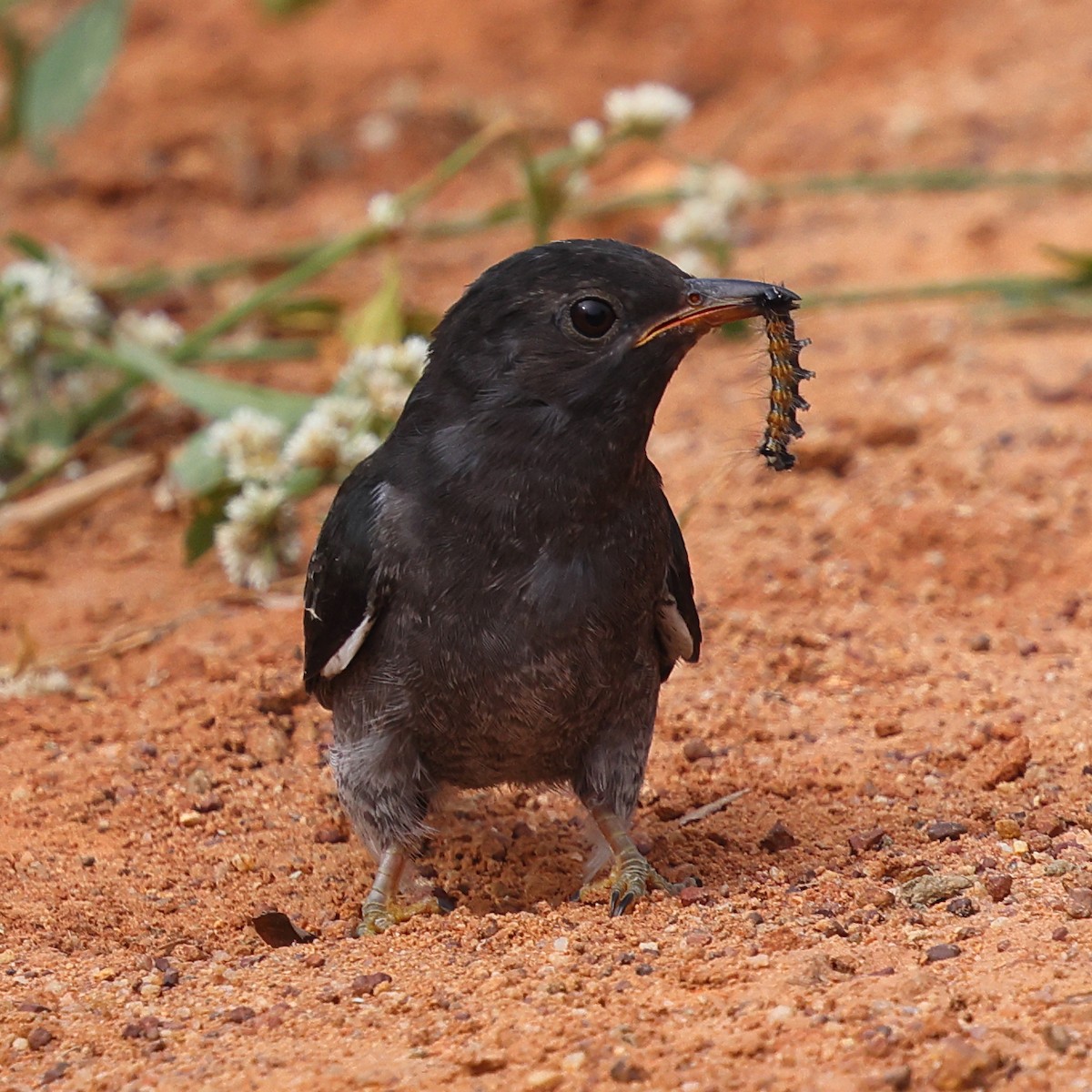 Gray-bellied Cuckoo - ML645993725