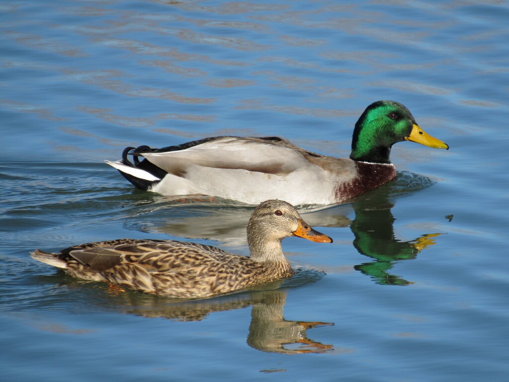 Mallard - ML645993726