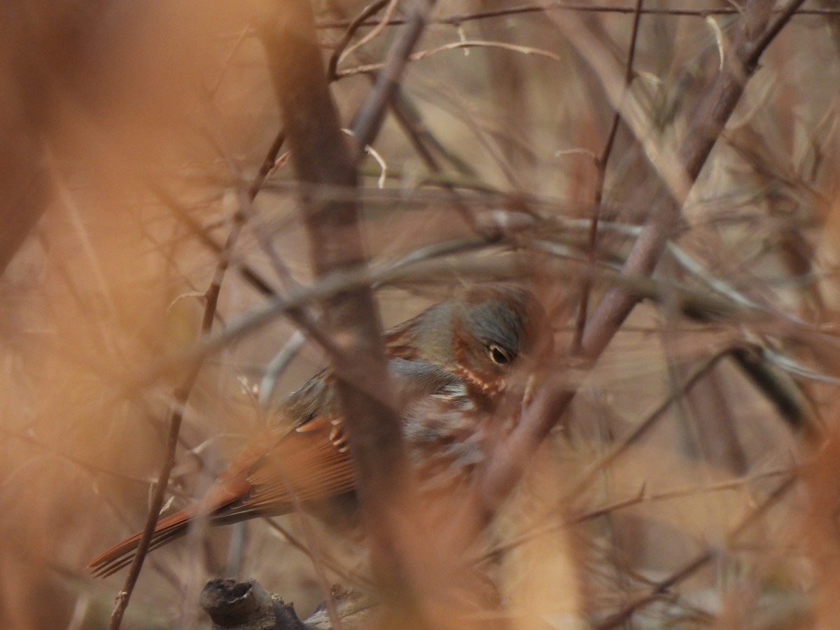 Fox Sparrow - ML645993727