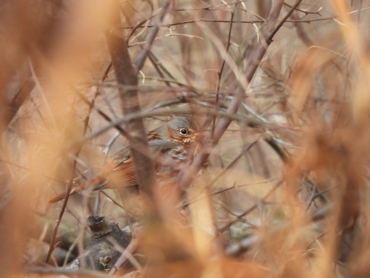 Fox Sparrow - ML645993728