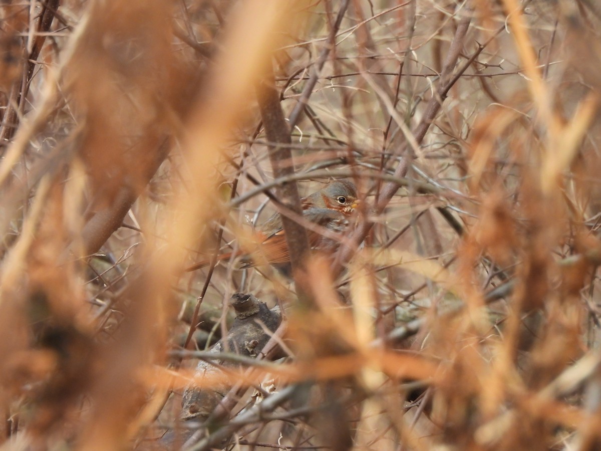 Fox Sparrow - ML645993730