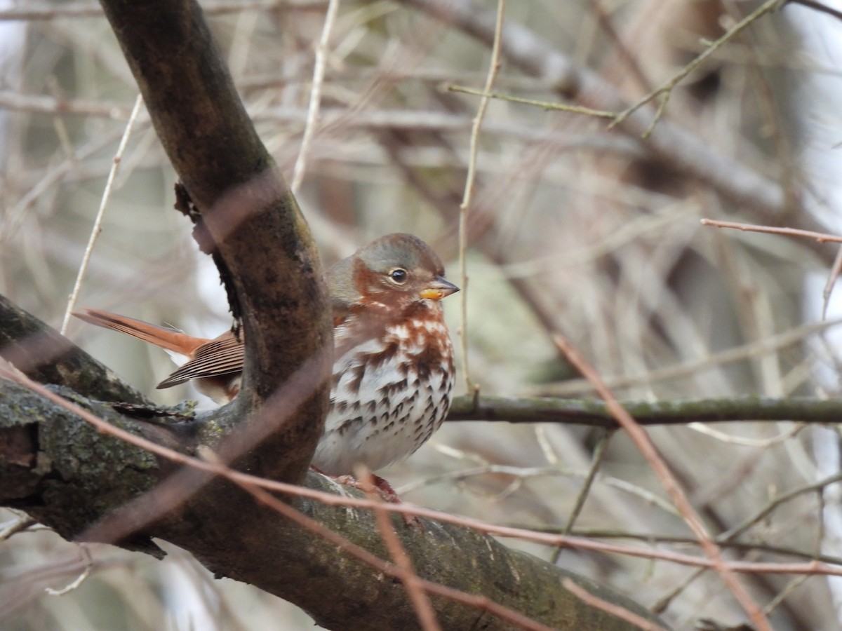 Fox Sparrow - ML645993731
