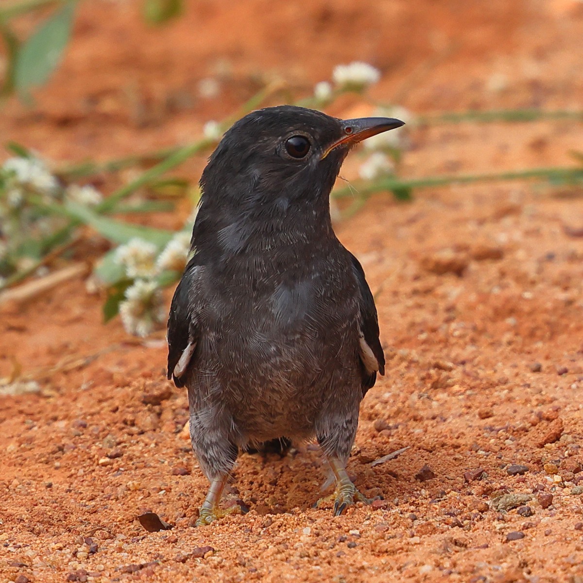 Gray-bellied Cuckoo - ML645993733