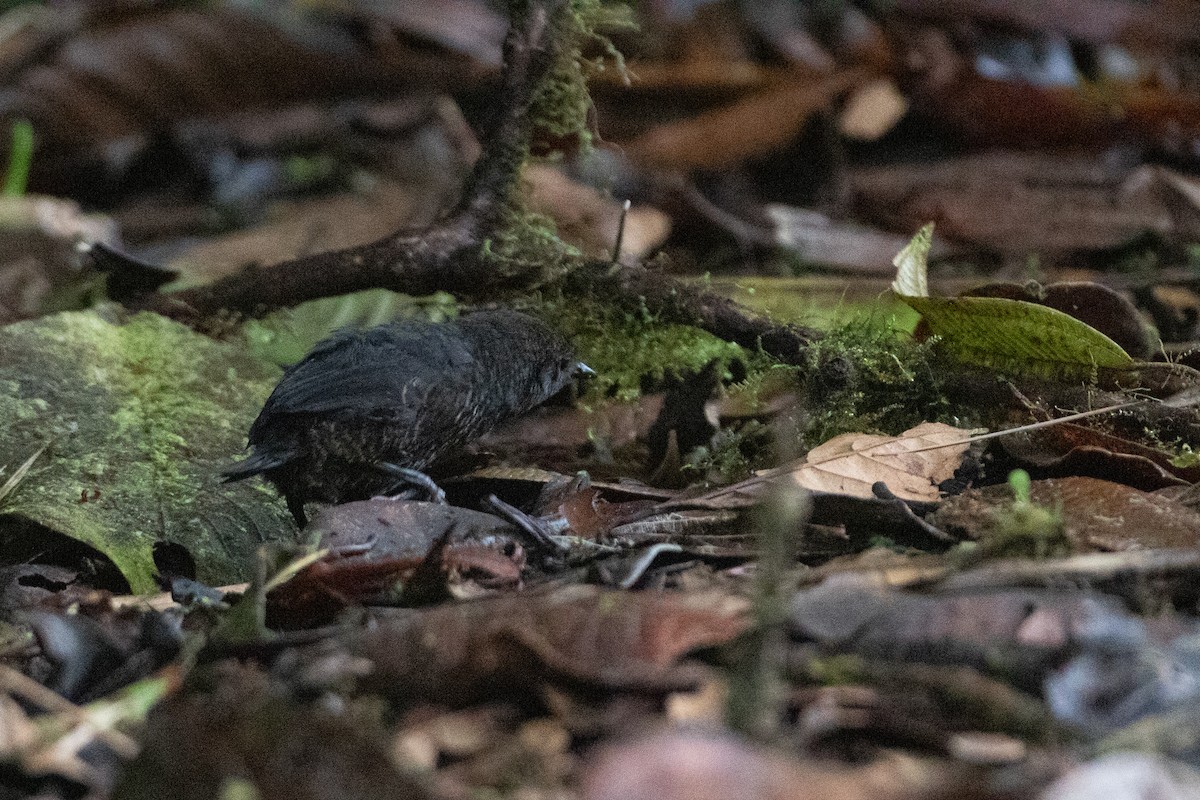 Nariño Tapaculo - ML645993738