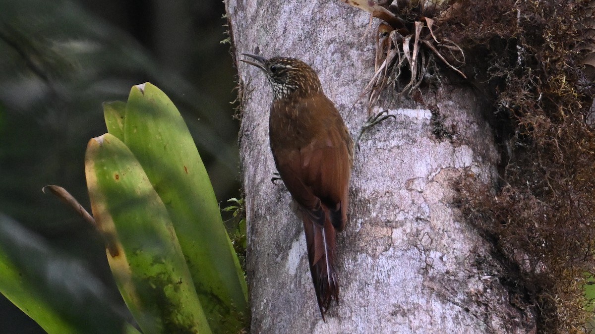 tåretreløper - ML645993742