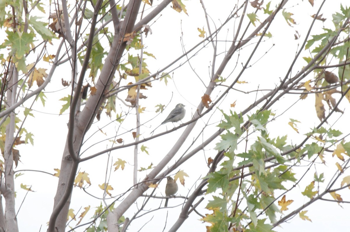 konipas bílý - ML645993744