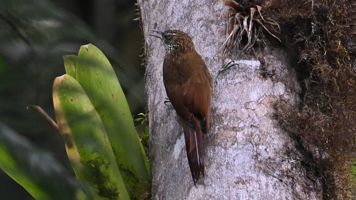 tåretreløper - ML645993747