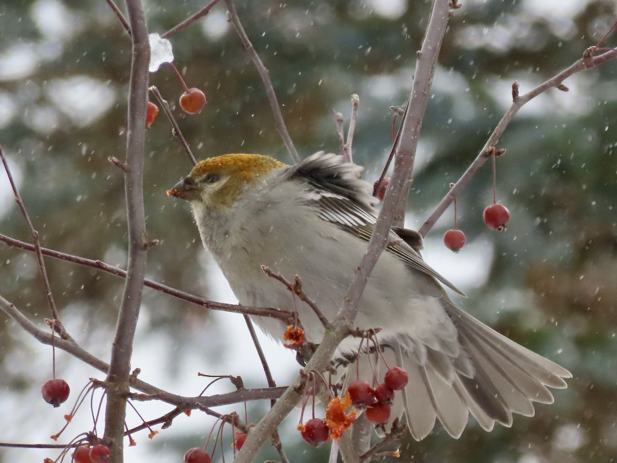 Pine Grosbeak - ML645993748